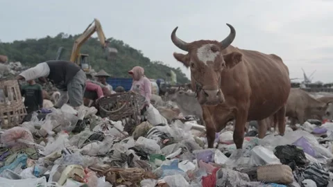 Vache mangeant des déchets plastiques à la décharge Stock Footage 201324915