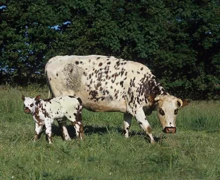 VACHE NORMANDE Stock Photos