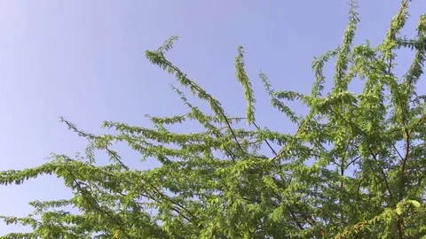 Vachellia nilotica beans Stock Footage 75054039