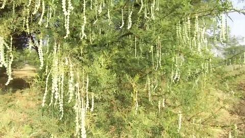 Vachellia nilotica beans Stock Footage 75054313