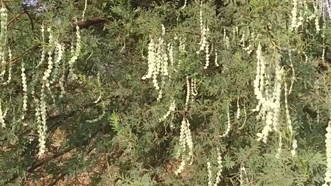 Vachellia nilotica beans Stock Footage 75054340