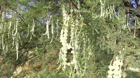 Vachellia nilotica beans Stock Footage 75054448