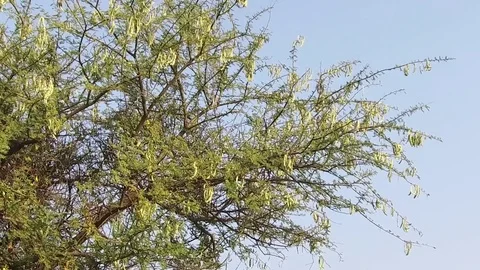 Vachellia nilotica beans Stock Footage 75054738