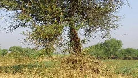 Vachellia nilotica beans Stock Footage 75055383
