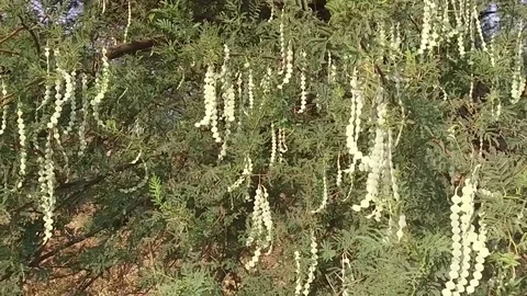 Vachellia nilotica beans Stock Footage 75055400