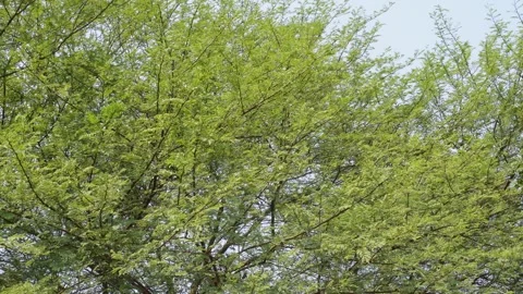 Vachellia Nilotica 스톡 동영상 336430196