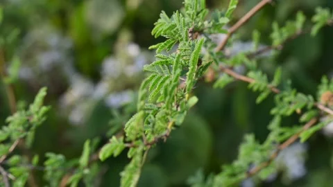 Vachellia nilotica tree. Stock Footage 318206123