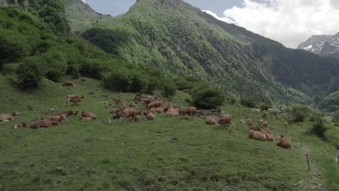 Vaches dans Pyrénées au  Lac d'Oo Stock Footage 305152753