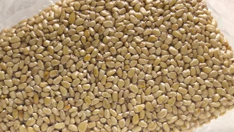 Vacuum packaging of shelled cedar pine nuts in a womans hand close-up, top view Stock Footage 316038267