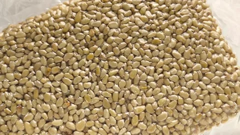 Vacuum packaging of shelled cedar pine nuts in a womans hand close-up, top view Stock Footage 316038405