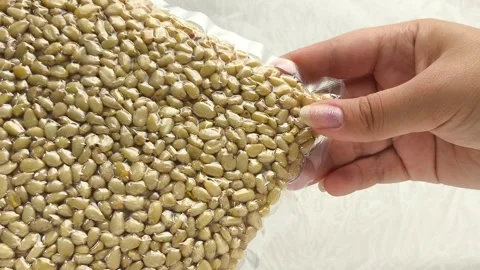 Vacuum packaging of shelled cedar pine nuts in a womans hand close-up, top view Stock Footage 316038464