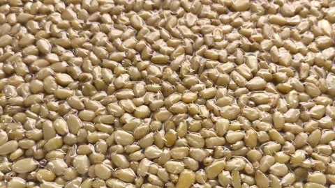 Vacuum packaging of shelled cedar pine nuts in a womans hand close-up, top view Stock Footage 316038511