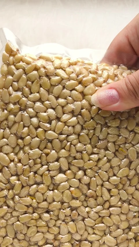 Vacuum packaging of shelled cedar pine nuts in a womans hand close-up, top view Stock Footage 316039794