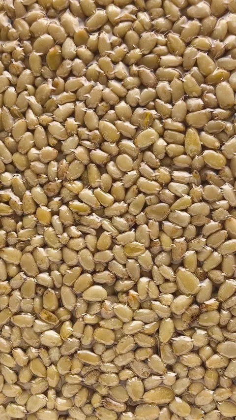 Vacuum packaging of shelled cedar pine nuts in a womans hand close-up, top view Stock Footage 316039810