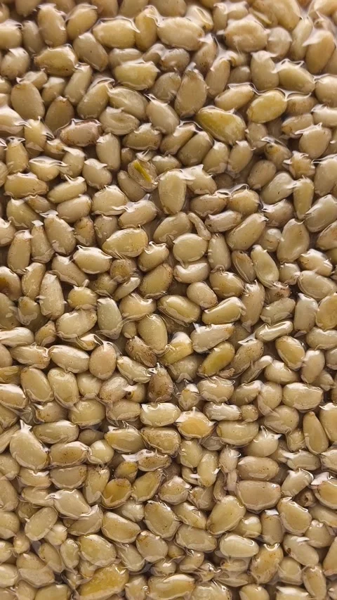 Vacuum packaging of shelled cedar pine nuts in a womans hand close-up, top view Stock Footage 316039915