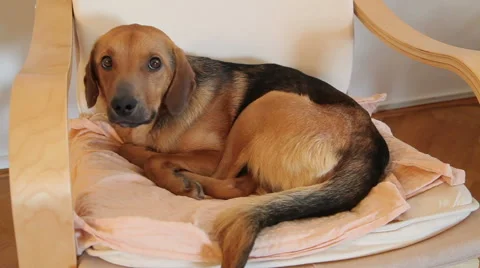 Vacuuming dog 库存影片 48220945