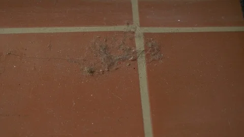 Vacuuming up dust and dirt while cleaning house Stock Footage 100084436