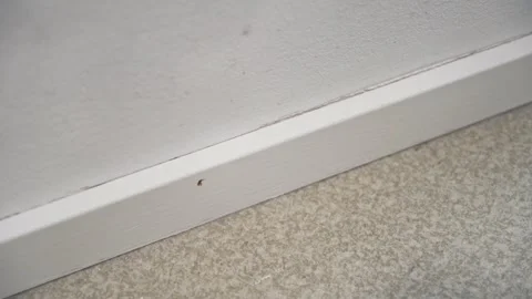 Vacuuming dusty baseboard with brush attachment Stock Footage 330487911