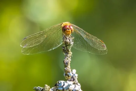 Vagrant darter male dragonfly Sympetrum vulgatum Stock Photos