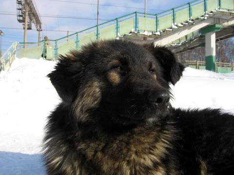 Vagrant dog Stock Photos