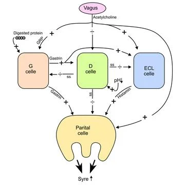 Vagus G D ECL parietal cells Acid Secretion,Gastric Function, vector Stock Illustration
