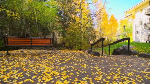 Vail Colorado in autumn fall, aspen tree leaves fallen on ground Stock Footage 282936716