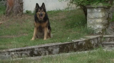 Vaillant2 Stock Footage 7746812