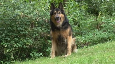 Vaillant4 Stock Footage 7747120