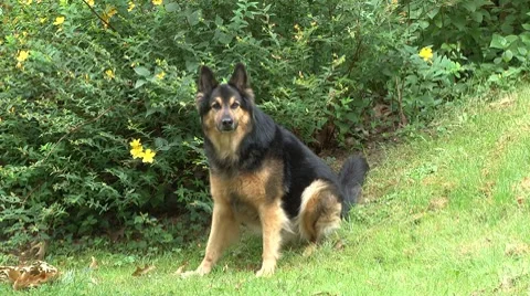 Vaillant5 Stock Footage 7747110