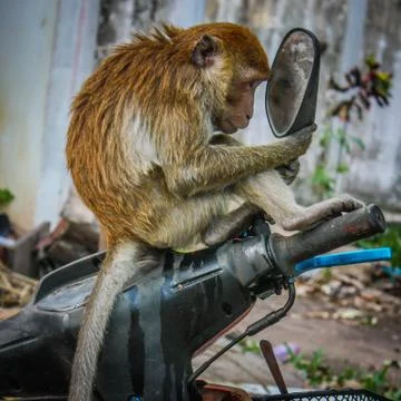 A vain monkey stares at itself in the mirror Stock-Fotos