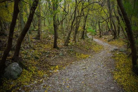 Val Rosandra Forest Stock Photos