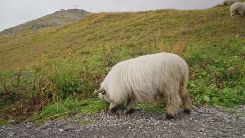 Valais Blacknose sheep grazing on alpine meadow in the Dolomites Italy Video stock 320795017