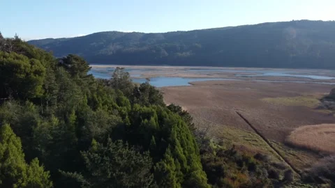 Valdivia Chile 07 -> Native Forest and Cruces River Vídeos de archivo 164406629