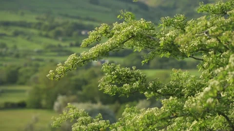 Vale of Edale during spring, Derbyshire, Peak District National Park, England Stock Footage 242622385