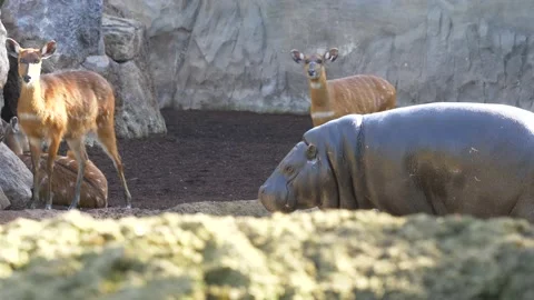 Valencia Bioparc, deer Stock Footage 133356504