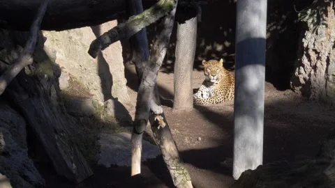 Valencia Bioparc, leopard Stock Footage 133356993