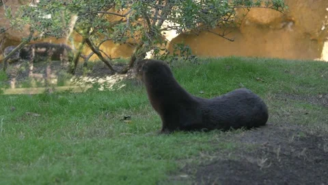 Valencia Bioparc, otter Stock Footage 133357053