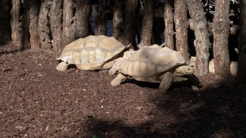 Valencia Bioparc, turtles Stock Footage 133357148