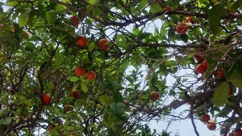Valencia Orange Tree Overhead View Outdoors. 스톡 동영상 328995792