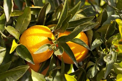 Valencia orange trees Stock-Fotos
