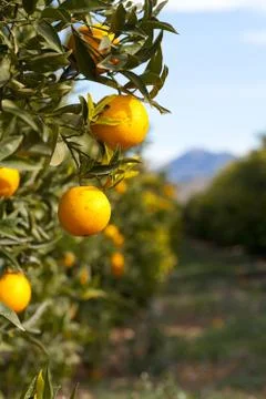 Valencia orange trees Foto stock