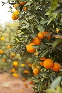 Valencia orange trees Stock Photos