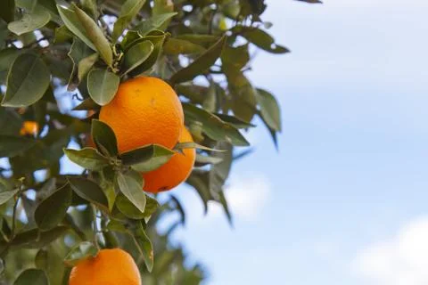 Valencia orange trees Stock-Fotos