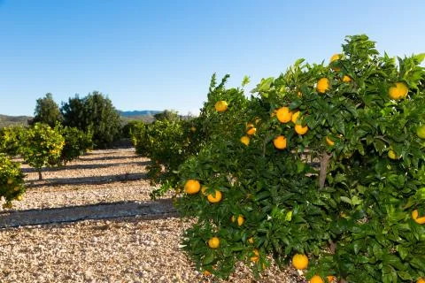 Valencia orange trees Stock Photos