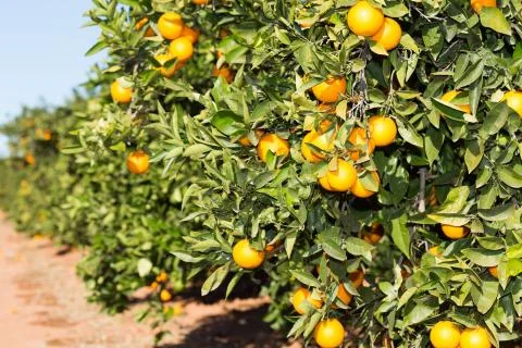 Valencia orange trees Foto stock