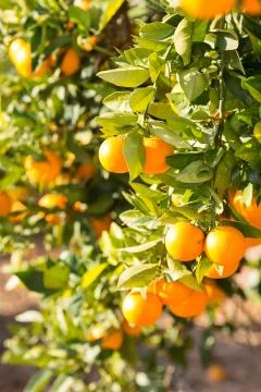 Valencia orange trees Stock Photos