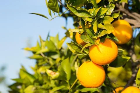 Valencia orange trees Stock Photos