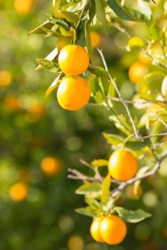 Valencia orange trees Foto stock
