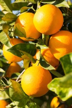 Valencia orange trees Foto stock