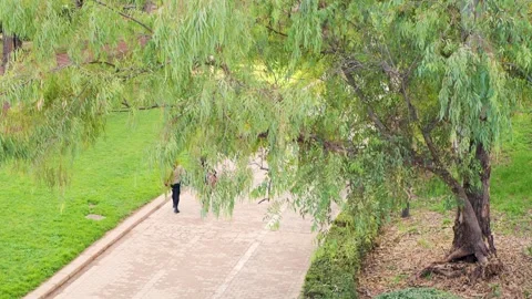Valencia, Spain, 20.12.2025, top view of pedestrian pathway in green city park Stock Footage 324659393